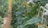 ​北方本就不适合种豌豆