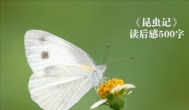昆虫记读后感500字，昆虫记有感500字作文大全