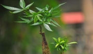 每日一句正能量：植物都能被影响，何况是人？
