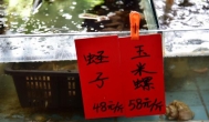 聊聊不起眼，很赚钱小生意：活海鲜运输