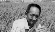 43626网沉痛悼念袁隆平院士！