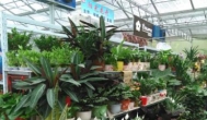 绿植花卉租赁赚钱么？谈谈这行业！