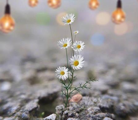 你唯一可以抱怨的,只有不够努力的自己配图