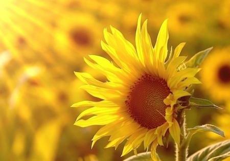 你唯一可以抱怨的,只有不够努力的自己配图