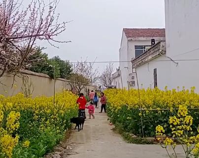 我儿时最好的小伙伴在桥头捡回来养的配图