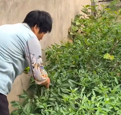有个邻居，总是来我妈家菜园子摘菜配图