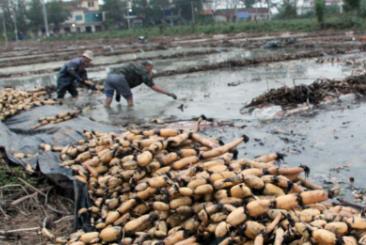 我们村有30多亩洼地，一直没人要配图