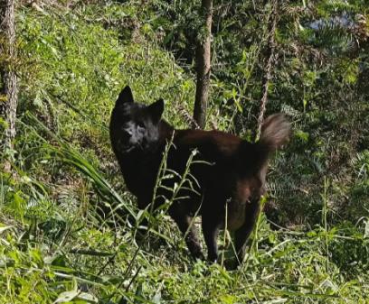 番茄是我家养了好多年的中华田园犬配图 番茄是我家养了好多年的中华田园犬配图