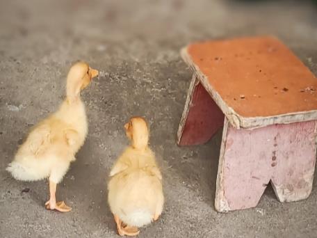 每天清晨5点，能听见对面开门声配图