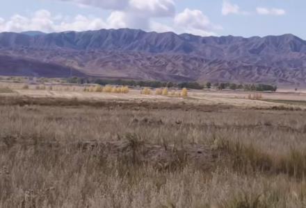 刚来青藏高原摘枸杞那会，看到一眼望不到尽头的枸杞树配图