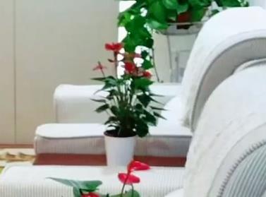 坊间流传一句话“当官当副，不当常务配图