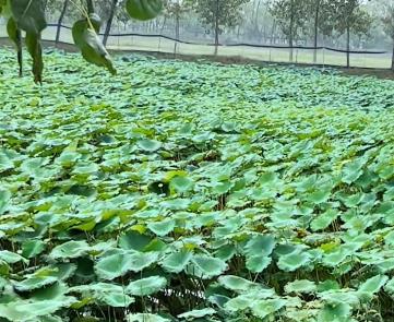 一不小心九月了,中秋近在眼前配图 一不小心九月了,中秋近在眼前配图