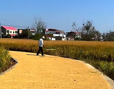 农业机械化以后,很少有人家做稻场了配图 农业机械化以后,很少有人家做稻场了配图