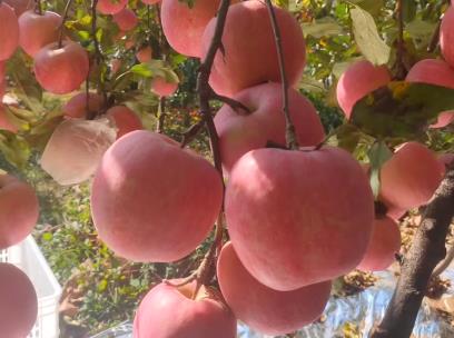 昨天和老公在果园摘苹果配图