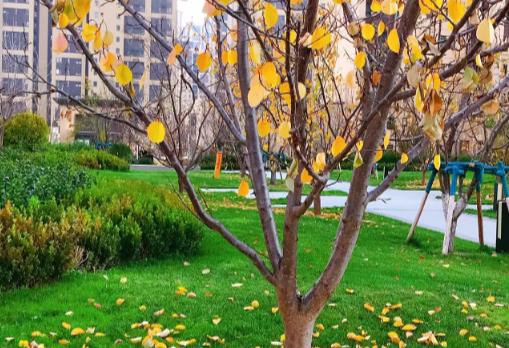 黄河奔腾向东流，百转千回终到海配图