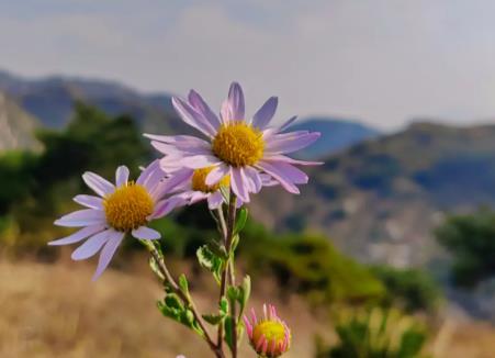 没有权威感的父母，养不出有出息的孩子配图