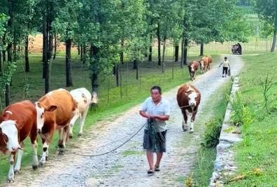 我们家养过黄牛,没养过水牛配图 我们家养过黄牛,没养过水牛配图