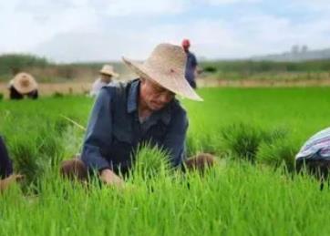 在农村搞副业做什么可以赚到钱？适合农村赚钱的副业推荐 配图