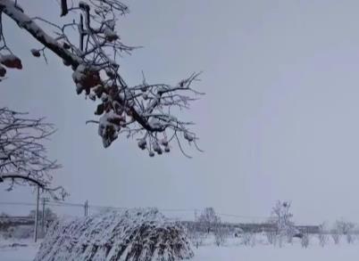 张雪峰说，不要把孩子培养得太过老实配图