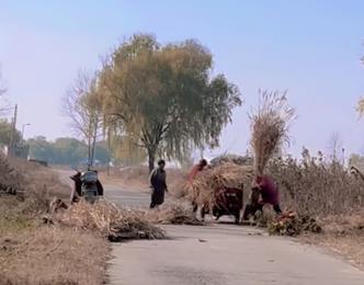 冬意弥散，闲适安然配图