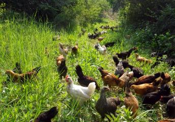 在农村搞养殖种植赚钱么?做什么比较好？配图