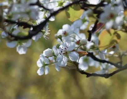 距离清明节越来越近了配图
