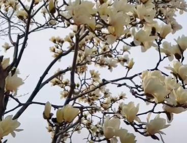 爸爸用智能手机好几年了，但是妈妈一直不接受这个新事物配图