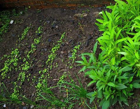 父亲在父亲节这天,望着属于他的百宝园,长满各种菜,得意地笑了配图 父亲在父亲节这天,望着属于他的百宝园,长满各种菜,得意地笑了配图