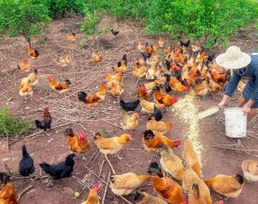 农村目前养殖什么能赚钱？适合在农村赚钱的方法推荐配图