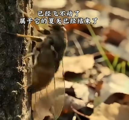 蝉的一生,藏着生命最执着的修行配图 蝉的一生,藏着生命最执着的修行配图