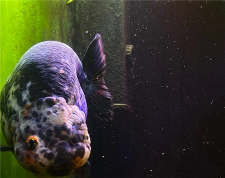 不要为打翻的牛奶而哭泣，也别为过去的事耿耿于怀配图