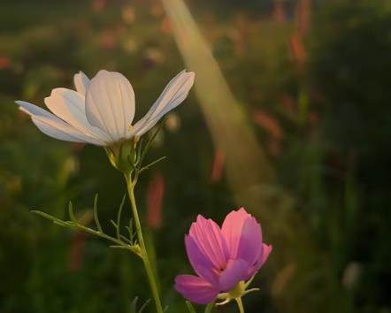 如果你很真诚对待一个,而他辜负了你,千万不要质疑自己配图 如果你很真诚对待一个,而他辜负了你,千万不要质疑自己配图