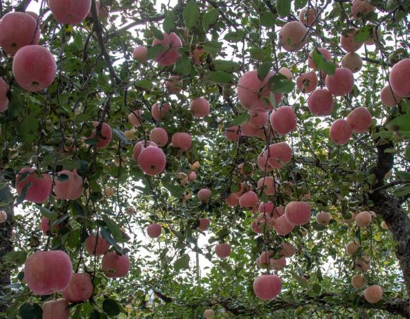 父亲的果园配图